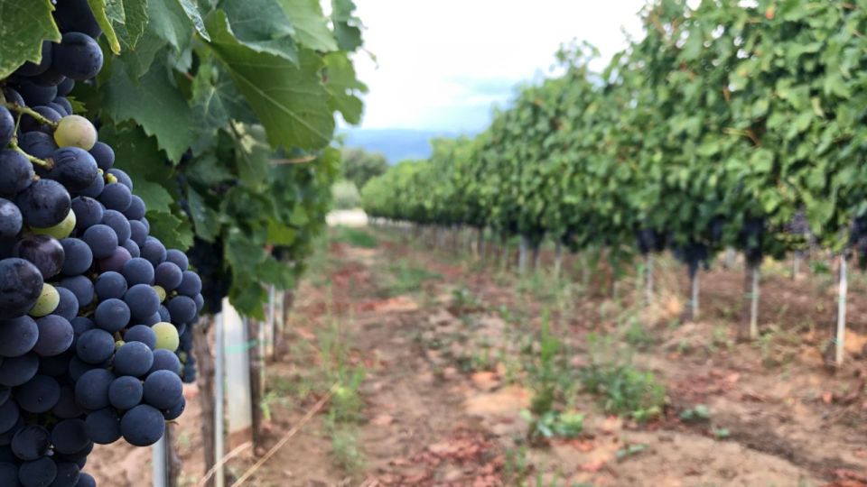 Frascati Wine Road from Rome: Tasting & Lunch - Should you book this Frascati wine tour from Rome?