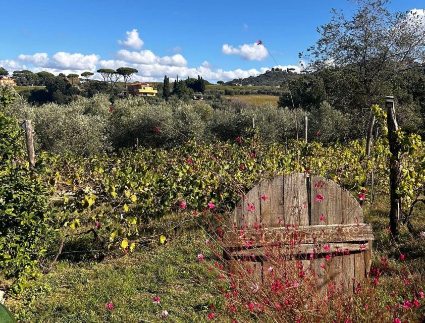 From Rome: Half-Day Frascati Wine Tour with Farmhouse Lunch - Getting From Rome to Frascati: the station meet point that matters