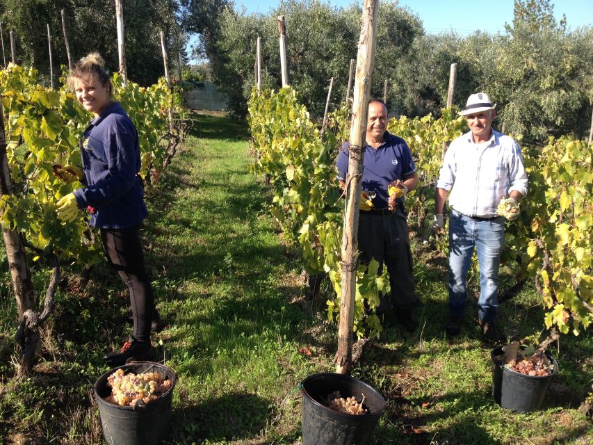 From Rome: Half-Day Frascati Wine Tour with Farmhouse Lunch - Frascati Town Walk: why this hill town makes the wine tasting click