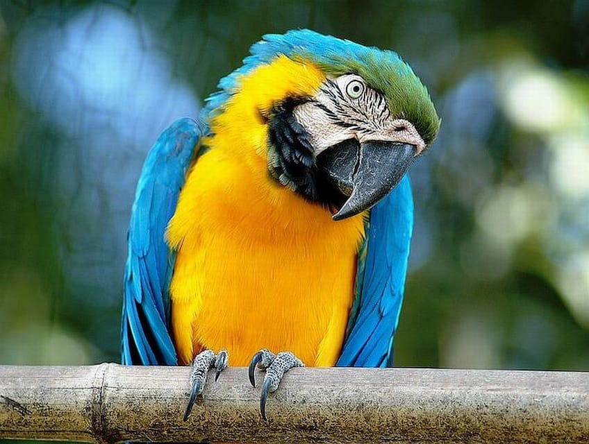 Rome: Bioparco di Roma Zoological Garden Entry Ticket - Why Bioparco di Roma feels different from a regular zoo
