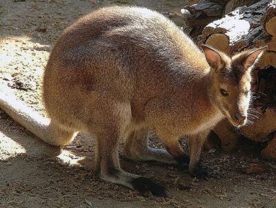 Rome: Bioparco di Roma Zoological Garden Entry Ticket - Price and logistics: what your $25 skip-the-line ticket buys